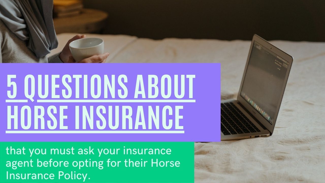 Questions about Horse Insurance